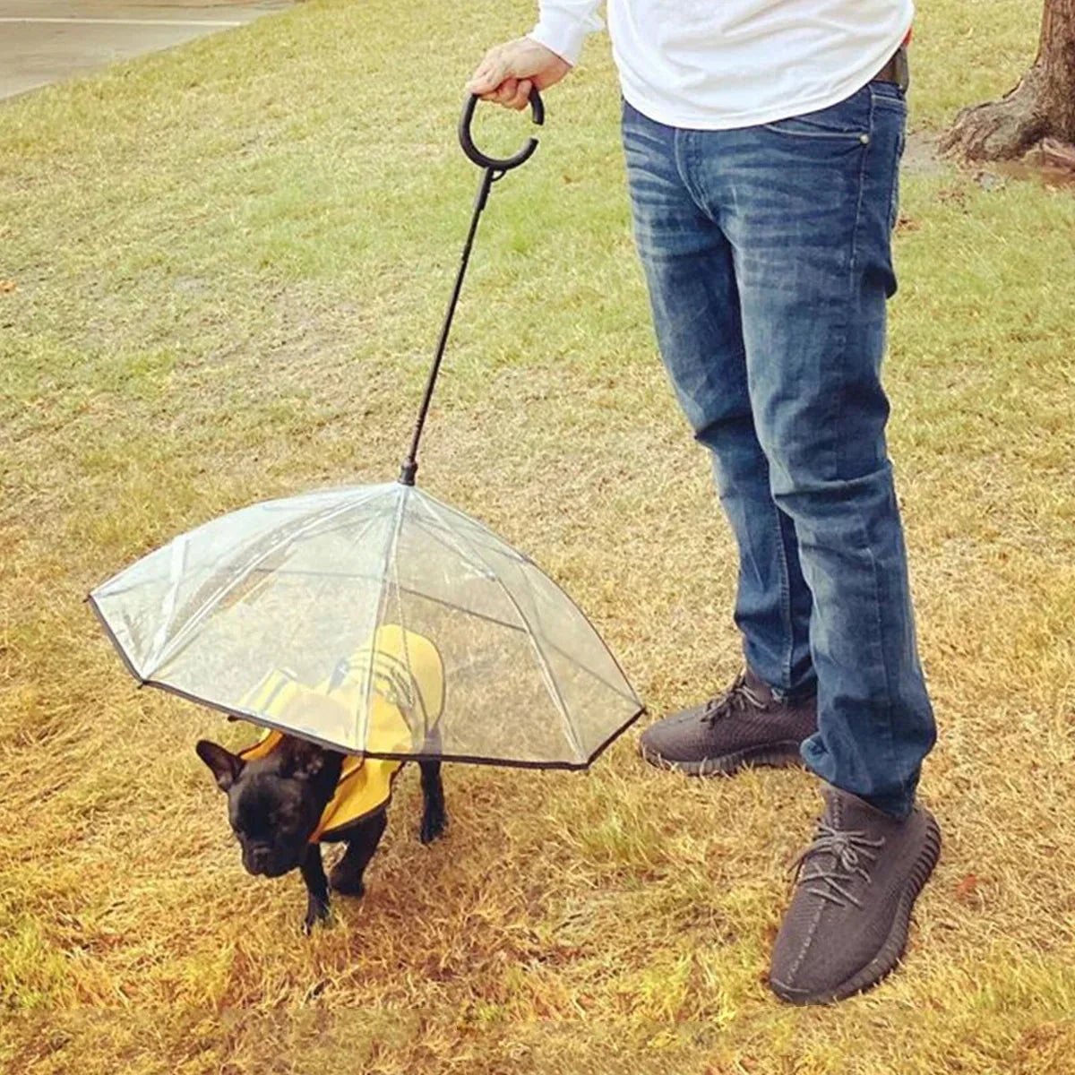 Dog Umbrella - Funsho.store